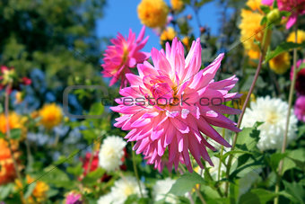 Pink Dahlia Flower Closeup