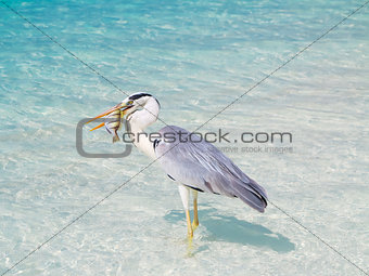 Bird holding fish in sea