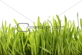 fresh oat sprouts with water drops border