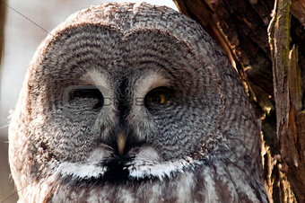 Great grey owl face