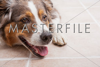 Purebreed Australian Shepherd dog laying on tiled floor