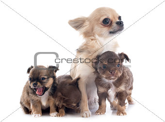 puppies and adult chihuahua