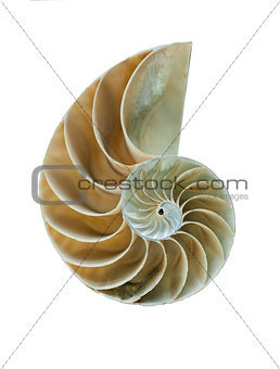 Nautilus shell - great detailed shot