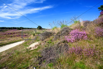 heather flowers on hill in summer