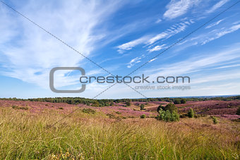 meadows with flowering heather
