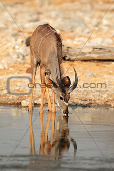 Kudu antelope drinking