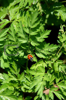 Ladybug on the foliage of Queen Anne's Lace