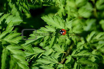 Closeup of ladybird on cow parsley