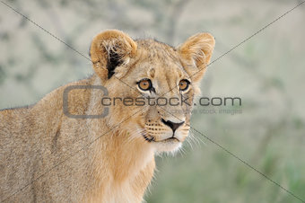 Lion cub in the Kalahari 2