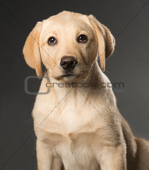 Beautiful Labrador retriever isolated on black background
