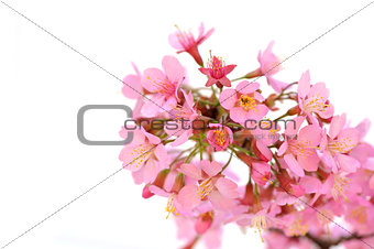 Blossoming  twig with pink flowers on white background