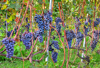 Grapes before harvesting. Piedmont, Italy.