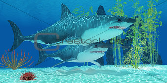 Pleistocene Megalodon Shark