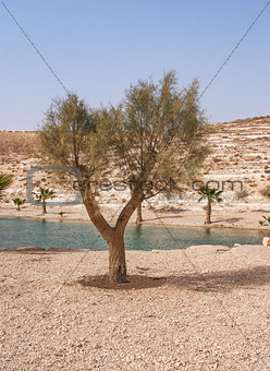 Oasis in the Desert