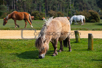 Typical wild pony in New Forest National Park