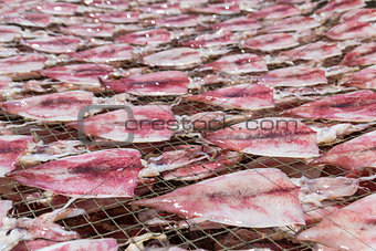 squid drying on net