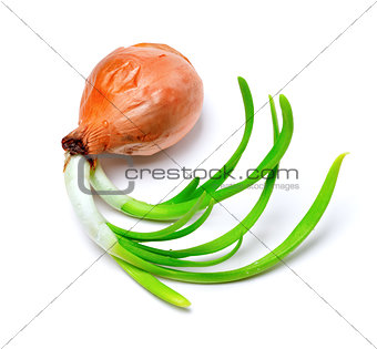 Sprouting onion (Allium cepa)