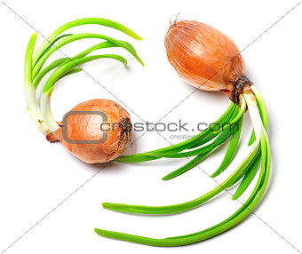 Two spring onions (Allium cepa)