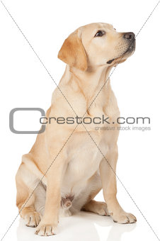 Beautiful Labrador retriever isolated on white background