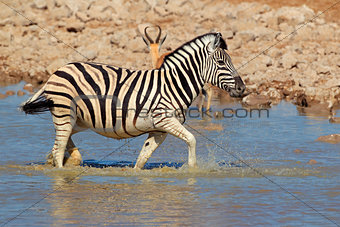 Plains Zebra in water