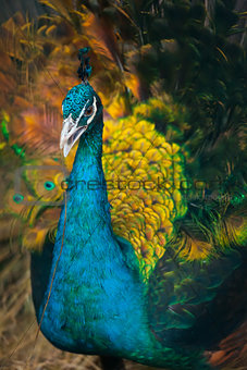 Peacock with a straw in its beak