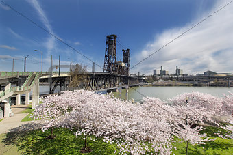 Cherry Blossoms at Portland Waterfront