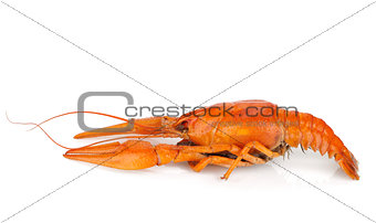 Boiled crayfish