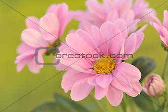 Flowering pink chrysanthemums