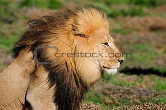 A Kalahari lion, Panthera leo, in the Addo Elephant National Par