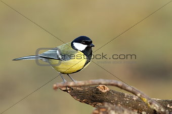 great tit over blurred background