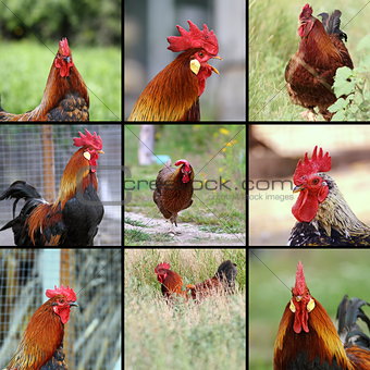 images of roosters