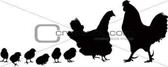 Cock a hen a chicken of a bird