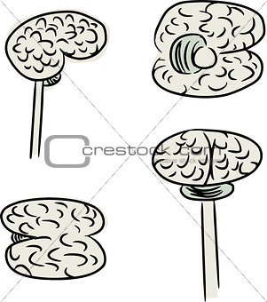 Human Brain Doodle