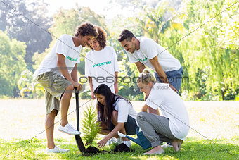 Volunteers planting in park