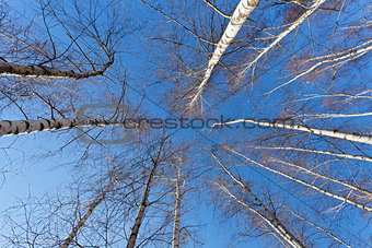 Looking up to white birch trees in spring