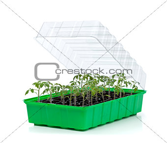 Germination tray with small tomato seedlings