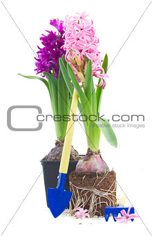 Gardening tools with hyacinth