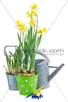 pot of daffodils with gardening tools