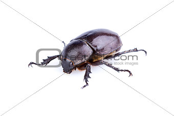 Female Rhinoceros beetle