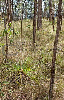 Australian dry eucalypt sclerophyll forest with Xanthorrhoea gra
