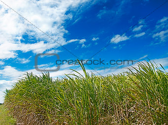 Windy day, landscape scene 