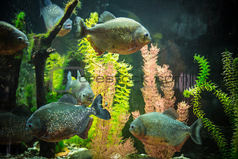 Shoal of tropical piranha fishes in freshwater aquarium