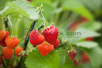 Strawberries growing on a plant