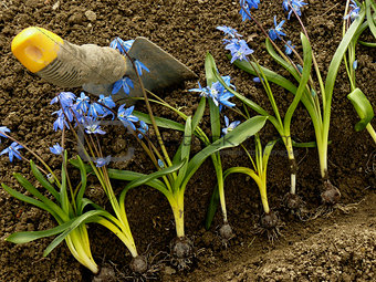planting siberian squill