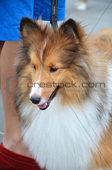 Close up photography of pretty collie dog 