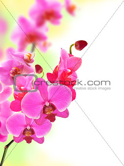 Beautiful flower Orchid pink phalaenopsis close-up