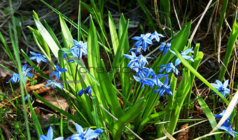 First Spring Blue Flowers