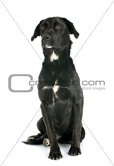 crossbred labrador