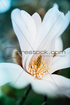 Magnolia flower opened - elegant flower