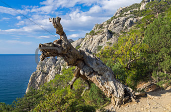 Pine on the cliff above the sea.